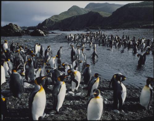 King penguins at Green Gorge, Macquarie Island, Tasmania, 1984 [transparency] / Peter Dombrovskis