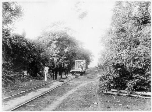 Tramway to the wharf, Hambledon [Queensland] [picture]