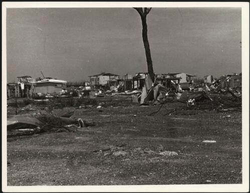 Lengths of corrugated iron wrapped around a tree trunk during Cyclone Tracy, December, 1974 [picture] / Alan Dwyer