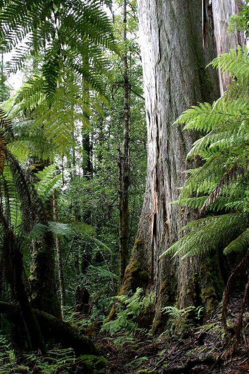Trees within the old growth forest area of the Styx Valley threatened with clear felling, [2] [picture] / June Orford