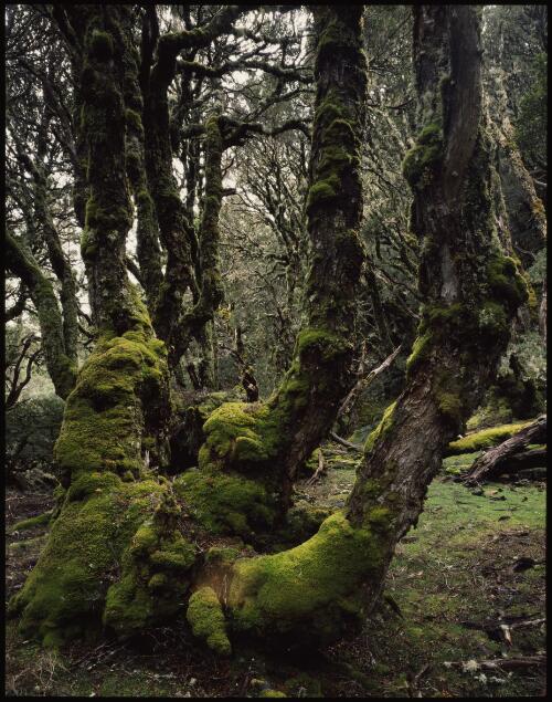 Moss-covered trunks, Cradle Mountain-Lake St Clair National Park, Tasmania, 1989, 3 [transparency] / Peter Dombrovskis