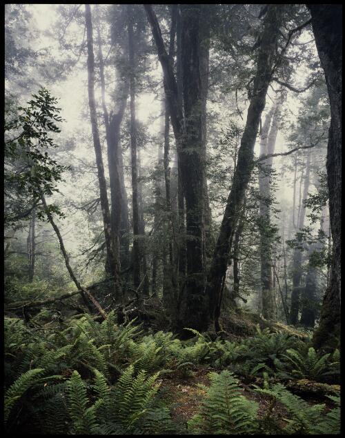 Sassafras trees in mist, Mount Anne, southwest Tasmania, 1990, 2 [transparency] / Peter Dombrovskis