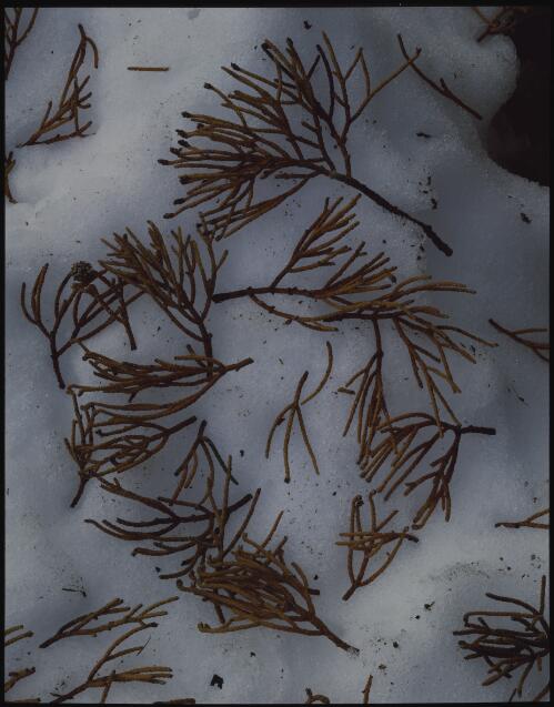 Storm-scattered pencil pine branchlets, Du Cane Range, Cradle Mountain-Lake St Clair National Park, Tasmania, 1985? [transparency] / Peter Dombrovskis