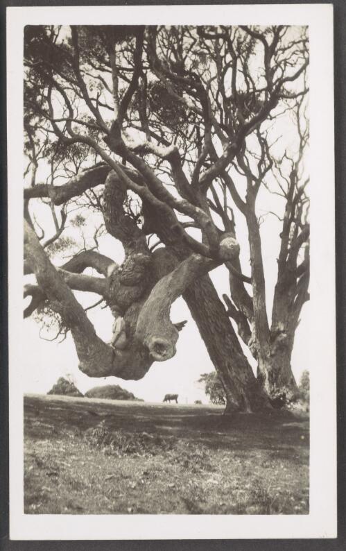 A tree, Mallacoota, Victoria [picture]