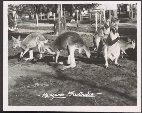 A group of kangaroos [picture]