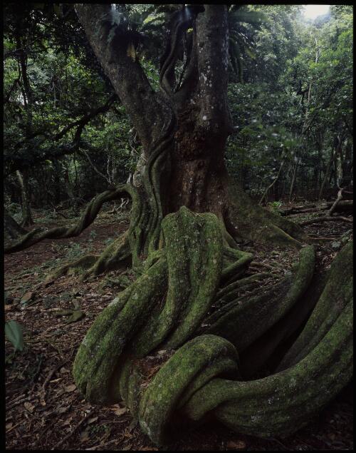 Forest vine, Fiji, 1994 [transparency] / Peter Dombrovskis