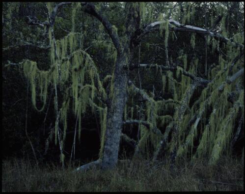 Edge of mangrove swamp, Fraser Island, Queensland, 1995, 1 [transparency] / Peter Dombrovskis