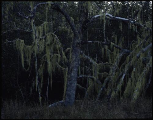 Edge of mangrove swamp, Fraser Island, Queensland, 1995, 2 [transparency] / Peter Dombrovskis