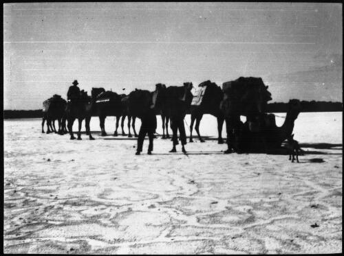 The expedition's camels on the shore of Lake Mackay, 1932 [picture] / Michael Terry