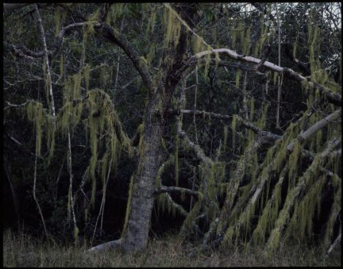 Edge of mangrove swamp, Fraser Island, Queensland, 1995, 3 [transparency] / Peter Dombrovskis