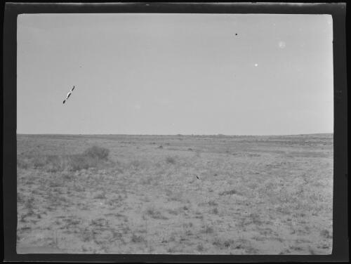 Browra paddock, Minilya, Western Australia, 1919 / Michael Terry