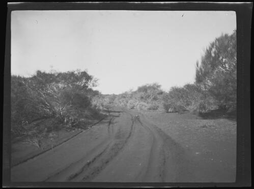 Heavy sandy track on the boundary paddock at Minilya Station, Western Australia, 1919 / Michael Terry