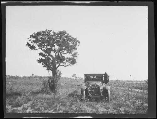 Dodge car parked beside a Christmas bush on the Perth to Albany Track, Western Australia, 1919 / Michael Terry