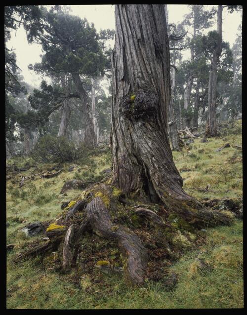 Pencil pine forest below The Temple, Walls of Jerusalem National Park, Tasmania, 1990 [transparency] / Peter Dombrovskis