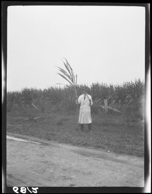 Michael Terry standing in front of a sugarcane field on the Richmond River near Wardell, New South Wales, 1920