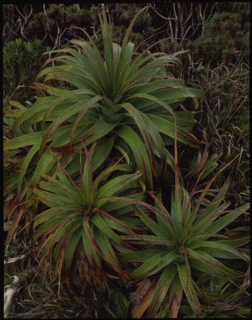 Richea pandanifolia detail, Mount Anne, southwest Tasmania, 1984 [transparency] / Peter Dombrovskis