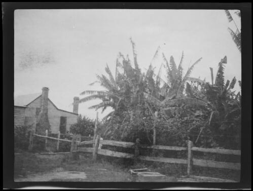 Banana crop, Woodford Island, New South Wales, 1920 / Michael Terry