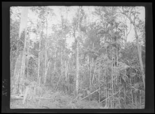 Subtropical bush near Coffs Harbour, New South Wales, 1920 / Michael Terry