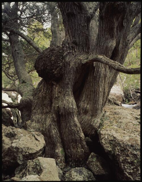 Huon pines in Gordon Gorge, southwest Tasmania, 1990, 2 [transparency] / Peter Dombrovskis