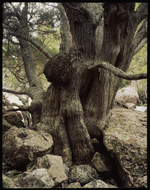 Huon pines in Gordon Gorge, southwest Tasmania, 1990, 3 [transparency] / Peter Dombrovskis