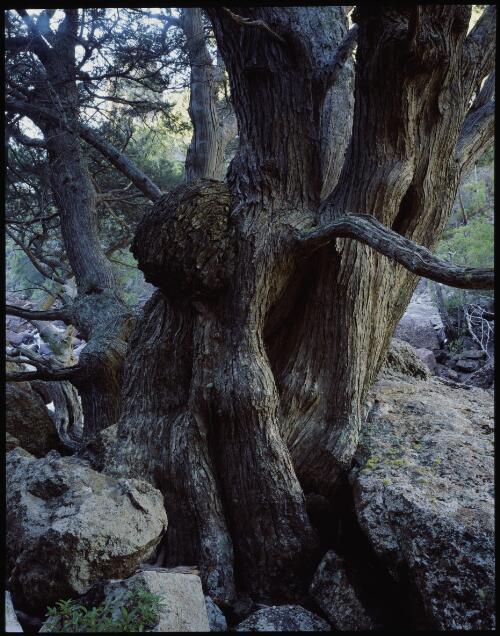 Huon pines in Gordon Gorge, southwest Tasmania, 1990, 5 [transparency] / Peter Dombrovskis