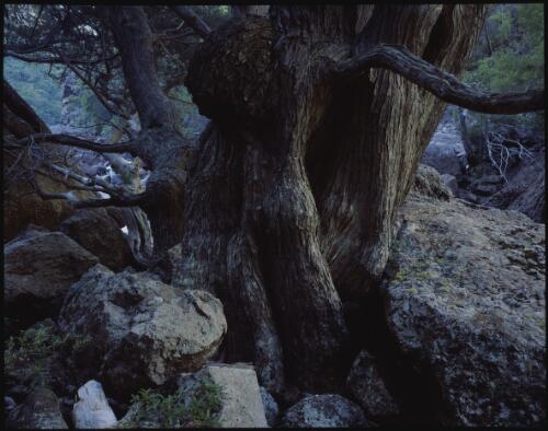 Huon pines in Gordon Gorge, southwest Tasmania, 1990, 6 [transparency] / Peter Dombrovskis