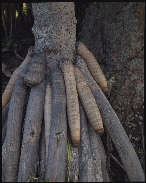 Stilt roots of pandanus, Fraser Island, Queensland, 1995 [transparency] / Peter Dombrovskis
