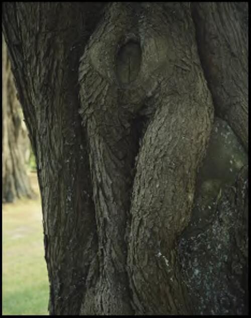 Urban forest, Derwent Valley, Tasmania, 1994? [transparency] / Peter Dombrovskis