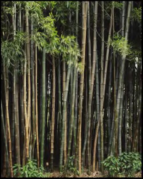 Bamboo forest, Botanic Gardens, Melbourne, Victoria, 1993? [transparency] / Peter Dombrovskis