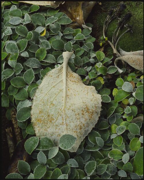 Seedlings of Olearia lyallii, Auckland Island, 1984 [transparency] / Peter Dombrovskis