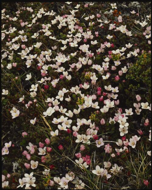 Boronia rhomboidea, Cradle Mountain, Tasmania, 1984 [transparency] / Peter Dombrovskis