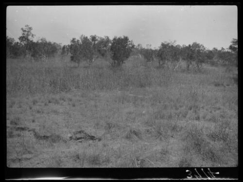 Scrub and grassland on the Murranji Track, Northern Territory, 1923 / Michael Terry