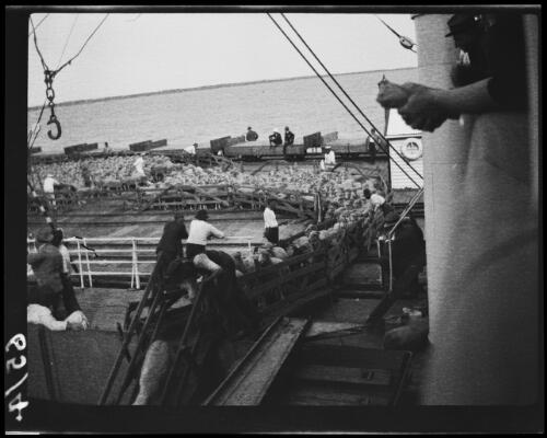 Sheep being loaded onto the S.S. Minderoo, Port Hedland, Western Australia, 1923 / Michael Terry