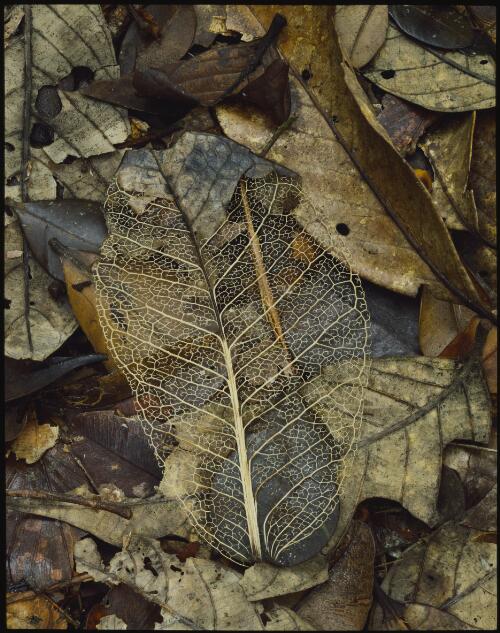 Leaf skeleton at Mount Mulu, Sarawak, Malaysian Borneo, 1985 [transparency] / Peter Dombrovskis