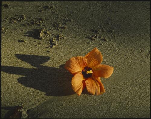 Fallen hibiscus bloom at Cowie Bay, Greater Daintree, Queensland, 1986 [transparency] / Peter Dombrovskis
