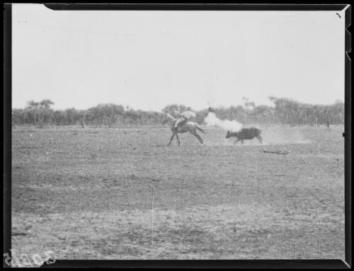 Man on horseback shooting a water buffalo, Northern Territory, approximately 1927, 2 / Michael Terry