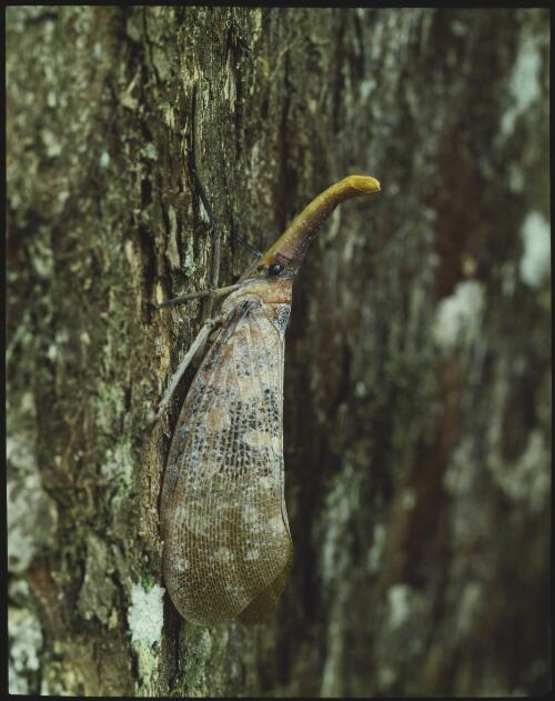 Rainforest insect, Melinau River area, Sarawak, Malaysian Borneo, 1985, 1 [transparency] / Peter Dombrovskis