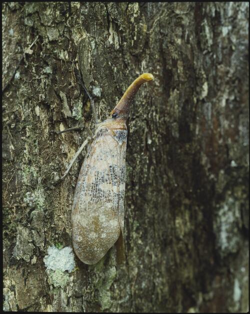 Rainforest insect, Melinau River area, Sarawak, Malaysian Borneo, 1985, 3 [transparency] / Peter Dombrovskis