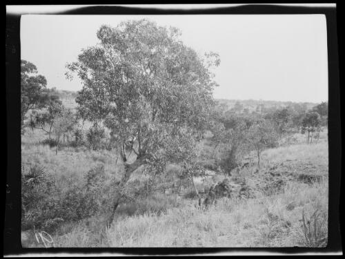 Montejinni Creek, Northern Territory, 1925 / Michael Terry