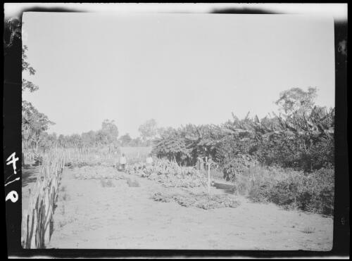 Jack Carpenter in his vegetable garden at Montejinni, an outstation of Victoria River Downs, Northern Territory, 1925 / Michael Terry