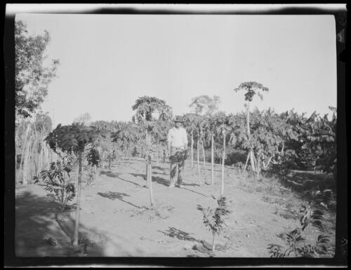 Jack Carpenter standing amongst fruit trees including pawpaw in the vegetable garden at Montejinni, an outstation of Victoria River Downs, Northern Territory, 1925 / Michael Terry