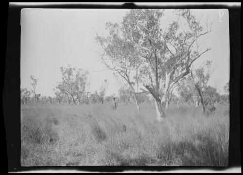 Man standing in long grass, Northern Territory, 1925 / Michael Terry
