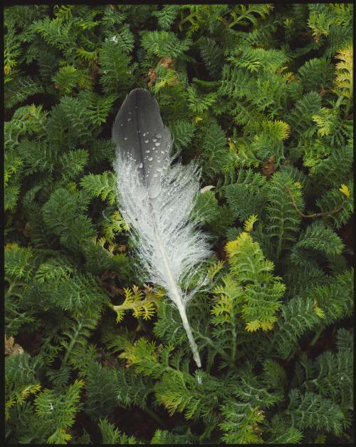 Feather of a Giant Petrel on Cotula plumose, Macquarie Island, Tasmania, 1984, 2 [transparency] / Peter Dombrovskis