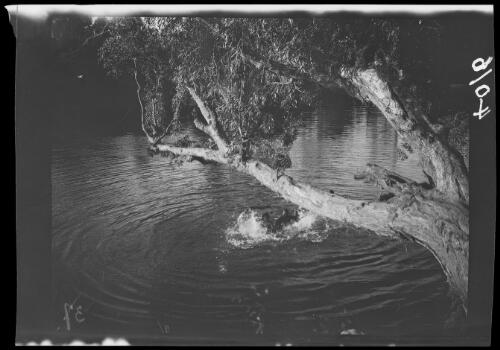 Aboriginal Australian children swimming in a river, Wave Hill, Northern Territory, approximately 1925, 1 / Michael Terry