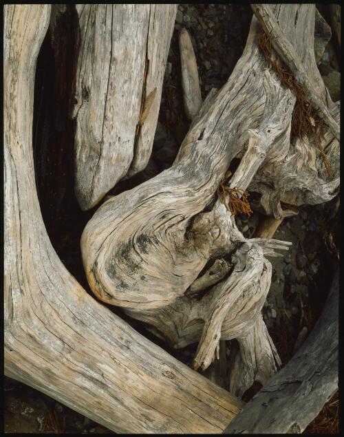 Pencil pine driftwood at Lake Will, Tasmania, 1987, 1 [transparency] / Peter Dombrovskis