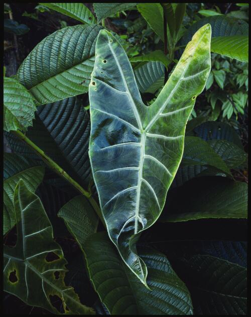 Rainforest leaves near Melinau River, Sarawak, Malaysian Borneo, 1985 [transparency] / Peter Dombrovskis