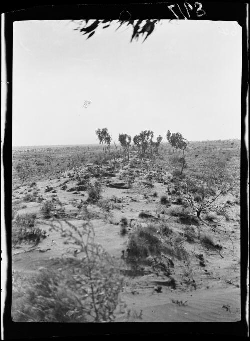 Eucalyptus trees surrounded by grass on top of a sand dune, Western Australia, 1925 / Michael Terry