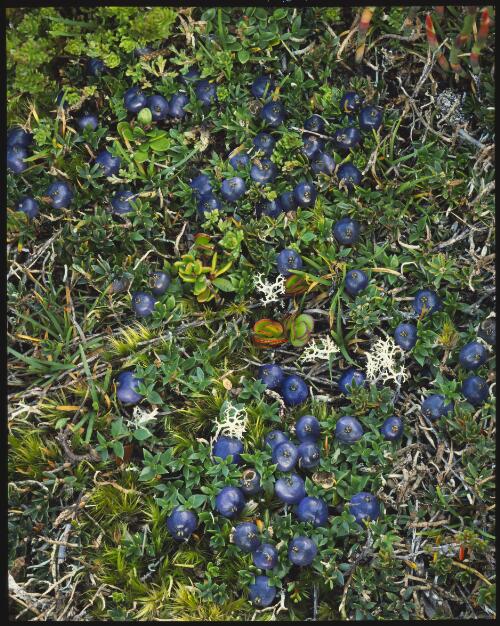 Coprosma moorei fruits, Barn Bluff, Cradle Mountain-Lake St Clair National Park, Tasmania, 1988, 1 [transparency] / Peter Dombrovskis