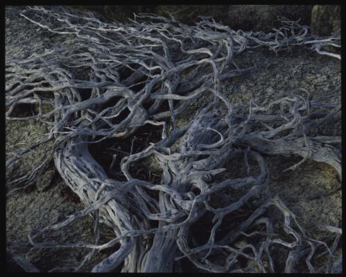Bleached wood near Blue Lake, Kosciuszko National Park, New South Wales, 1986 [transparency] / Peter Dombrovskis