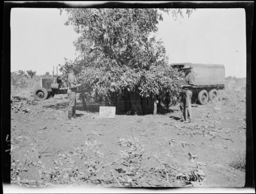 Drums of fuel being stored under a tree, Tanami, Western Australia, 1928 / Michael Terry